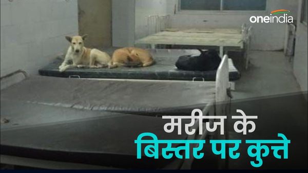 Maihar News: मैहर सिविल अस्पताल का हाल, जिस बेड पर मरीज होना चाहिए था, वहां आराम फरमा रहे कुत्ते