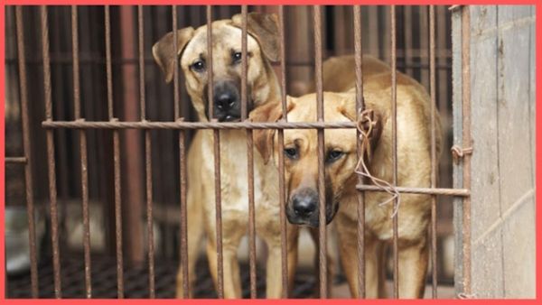 Dog Meat Ban: क्या चीन में भी बैन होगा डॉग मीट?