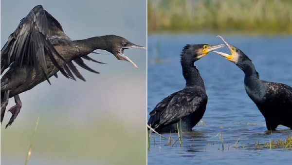 Indore news: विदेशी पक्षियों को निहारने का सुनहरा मौका, इंटरनेशनल इवेंट की तैयारी पूरी