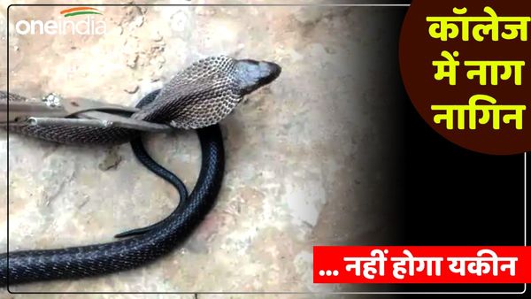 UP News: कॉलेज में पहुंचा नाग-नागिन का जोड़ा, पढ़ाई छोड़ भागे छात्र, फिर जो हुआ नहीं होगा यकीन