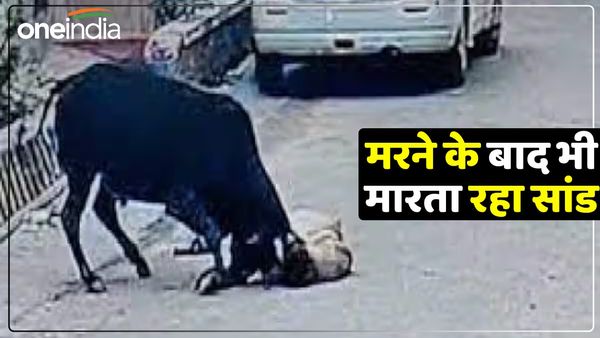 सांड ने बुजुर्ग को धक्का देकर गिराया, फिर मौत के बाद भी मारता रहा, Viral Video देख कांप उठी लोगों की रूह