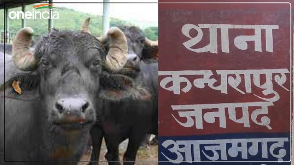 UP News: एक भैंस के कारण एसओ हुए लाइन हाजिर, एसपी की कार्रवाई से विभाग में मचा हड़कंप, जानें पूरा मामला