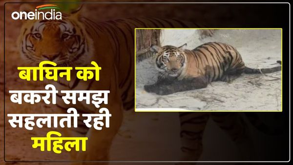 UP News: बाघिन को बकरी समझकर सहलाती रही महिला, सच्चाई पता चलते ही उड़ गए होश, फिर बस्ती में मची भगदड़