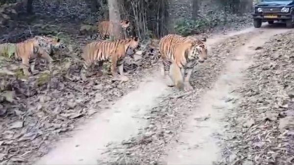 Panna News: पन्ना टाइगर रिजर्व में कोहरे के बीच अनोखा नजारा, एक साथ पांच बाघ देख रोमांचित हुए पर्यटक, VIDEO