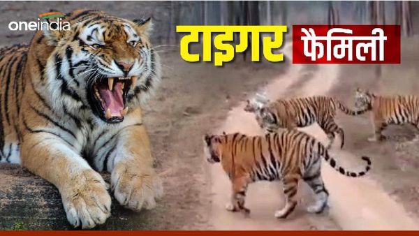 Panna Tiger Reserve: पन्ना टाइगर रिजर्व में बाघ का परिवार, जि‍प्‍सी के सामने देखकर थम गई पर्यटकों की सांसें