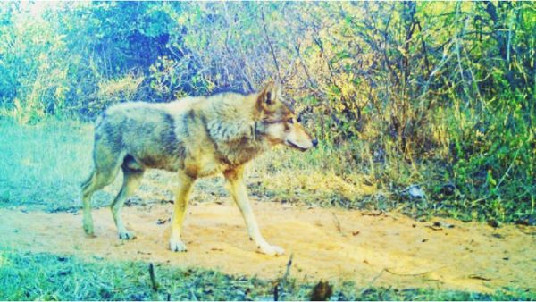 Panna Tiger Reserve: पन्ना टाइगर रिजर्व में दिखा विलुप्त प्रजाति का भेड़िया, ट्रैप कैमरे में तस्वीर हुईं कैद