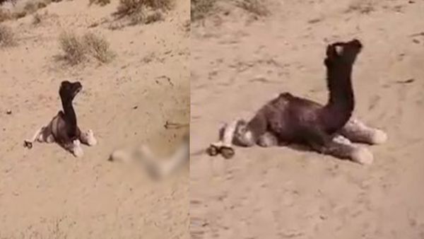 Camel Rajasthan: मां की मौत के बाद 5 दिन तक शव के पास बैठा रहा ऊंटनी का बच्चा, फूट-फूटकर रोया