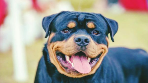 MP News: खाना देना भूल जाने पर कुत्ते ने मालिक का मांस नोंच डाला और शरीर पर 60 से ज्यादा घाव कर दिए