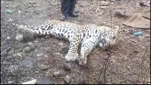 Sagar News: सागर की सड़क पर मरा मिला तेंदुआ, गढ़ाकोटा में कई बार दिखा था, रेंजर ने बताया कैसे हुई मौत?