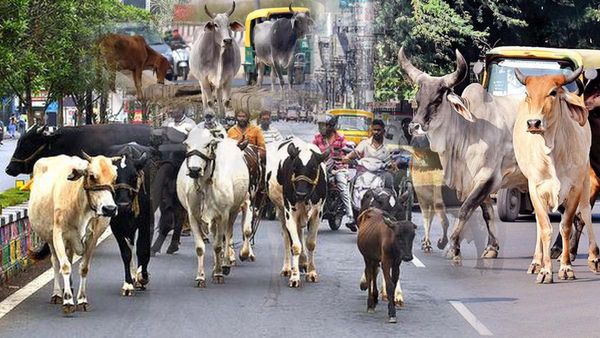Stray Cattle: यूपी में मुसीबत क्यों बन गये हैं छुट्टे सांड़?