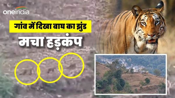 Uttrarakhand news Video जब गांव के खेतों में पहुंचा बाघ का झुंड, तो मचा हड़कंप, फिर जो हुआ सब रह गए हैरान