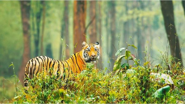 Umaria News: बांधवगढ़ टाइगर रिजर्व में बाघिन का हमला, जबड़े में दबाकर खींच ले गयी जंगल, बुरे हाल में मिला शव