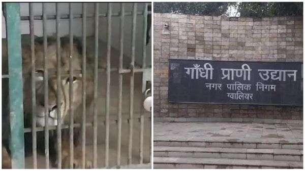 Gwalior News: ठंड बढ़ी तो चिड़ियाघर के पशु पक्षियों को बचाने जलाए हीटर और अलाव, आहार व्यवस्था भी बदली