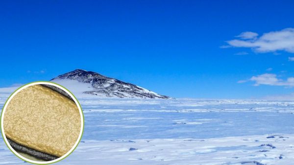 ध्रुव पर बर्फ पिघलने से 48,500 साल बाद जाग रहे जॉम्बी वारयस, मंडरा रहा कोरोना से भी बड़ी महामारी का खतरा