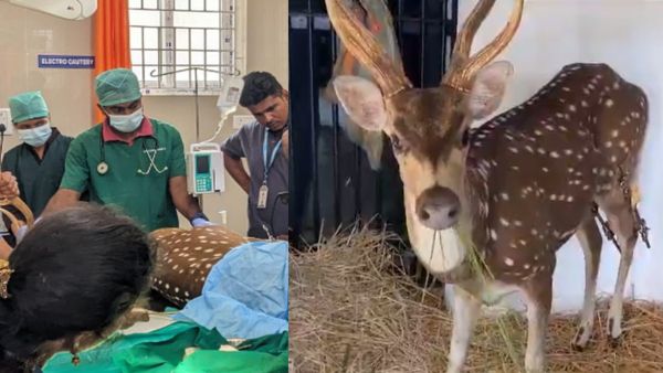 चेन्नई के डॉक्टरों ने हिरण को दी नई जिंदगी, बेजुबान को फिर से चलने में मिली मदद