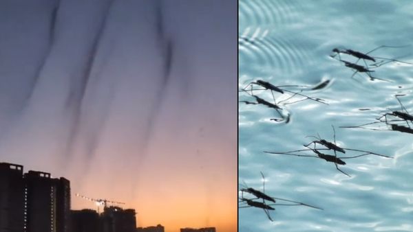 पुणे में लोगों को दिखा तबाही का मंजर! एक साथ नजर आया लाखों 'मच्छरों का बवंडर', वायरल हुआ VIDEO