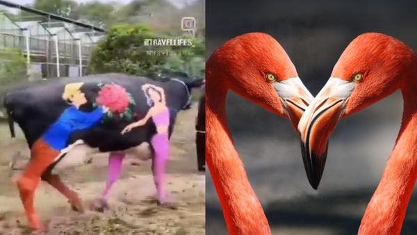 Valentine's Day Funny Memes: इस वेलेंटाइन डे पर वायरल हो रहे फनी मीम्स! हंसते हंसते हो जाएंगे लोटपोट