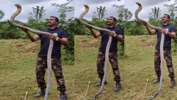 बेखौफ होकर किंग कोबरा को सिर पर उठाता दिखा शख्स, वायरल वीडियो देख रोंगटे खड़े हो जाएंगे