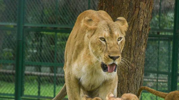 Bengal Safari: शेरनी 'सीता' को लेकर जानिए हाई कोर्ट क्यों पहुंचा हिंदू संगठन? बंगाल सफारी के खिलाफ आगबूबला VHP