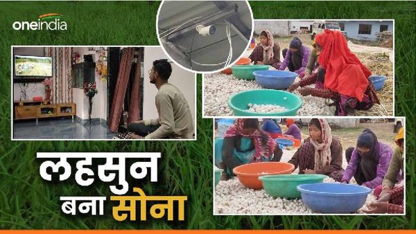 Garlic price: लहसुन हुआ महंगा तो किसान ने खेत में लगवाए सीसीटीवी कैमरे, घर बैठे कर रहा फसल की निगरानी