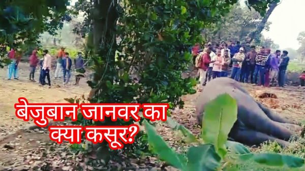 Anuppur News: केले में लगाया गया था हाईवोल्टेज करंट, ऐसे खुला हाथी की खौफनाक हत्या का राज