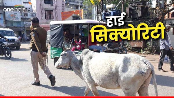MP News: हाई सिक्योरिटी के बीच थाने पहुंची गाय, पुलिस की ऐसी सुरक्षा देख लोग हुए हैरान