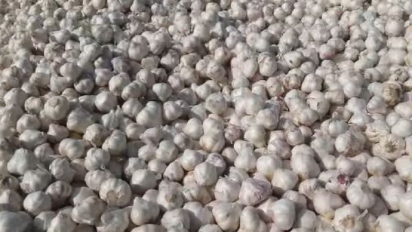 Indore news: MP में लहसुन के दाम 37 हजार रूपए क्विटंल, खेतों से चोरी रोकने के लिए किसानों का पहरा