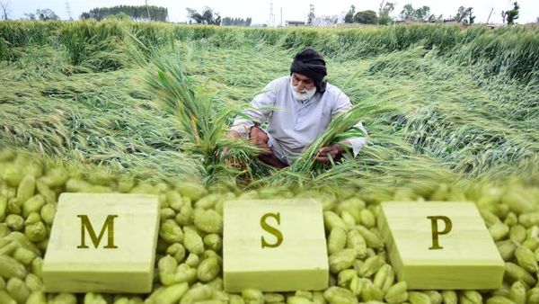 Punjab Agriculture: पंजाब को बचाना है तो धान पर एमएसपी का लालच छोड़ना ही पड़ेगा