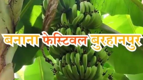 MP News: बुरहानपुर में अनूठा 'केला उत्सव', बेहद खास वैरायटी जीतेगी दिल