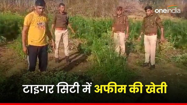 Rajasthan News: टाइगर सिटी सवाईमाधोपुर में पकड़ी गई अफीम की खेती, पुलिस ने शुरू की कार्रवाई
