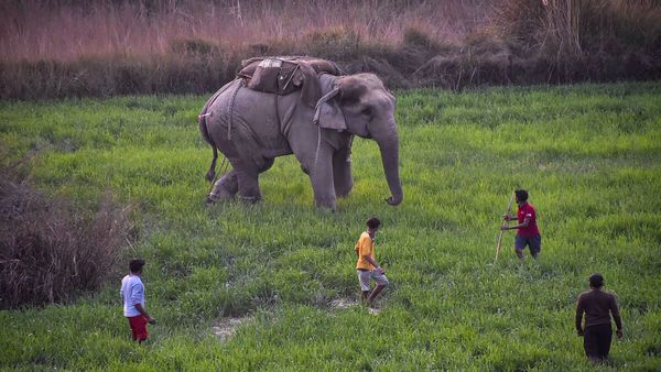 Man vs Elephant: केरल में ‘हाथी बनाम आदमी’ संघर्ष की बढ़ती घटनाएं