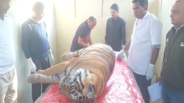 rajasthan news: रणथम्भौर नेशनल पार्क से आई दु:खद खबर, जूनियर इंदू की मौत