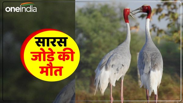 UP News: सारस जोड़े की प्रेम कहानी कर देगी आपको हैरान, एक साथी की मौत के बाद दूसरे ने भी लगाया मौत को गले