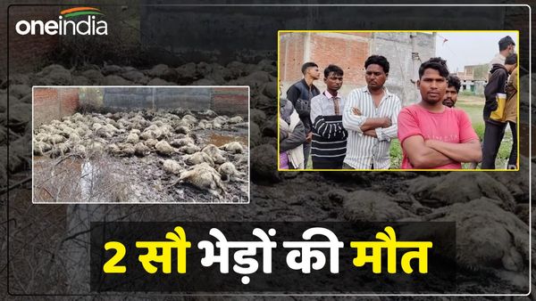 Fatehpur News: भेड़ों के झुंड पर गिरी आकाशीय बिजली, पलक झपकते ही पशुपालक को हुआ 20 लाख का नुकसान