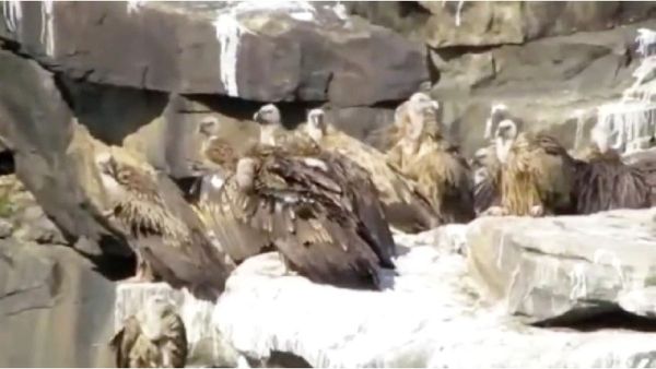 Panna Tiger Reserve: बाघों के अलावा 7 तरह के गिद्धों का घर है यहां, बड़ी संख्या में पाए जाते हैं जटायु के वंशज