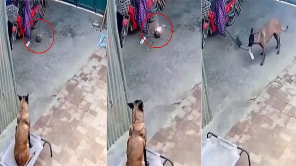 Pet Dog की समझदारी से टला बड़ा हादसा, आग लगने के बाद ऐसे बचाई पूरी परिवार की जान, हैरान कर देगा Video