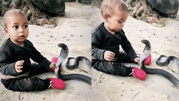 किंग कोबरा के साथ खेलता दिखा नन्हा बच्चा, VIDEO देख फूट पड़ा लोगों का गुस्सा