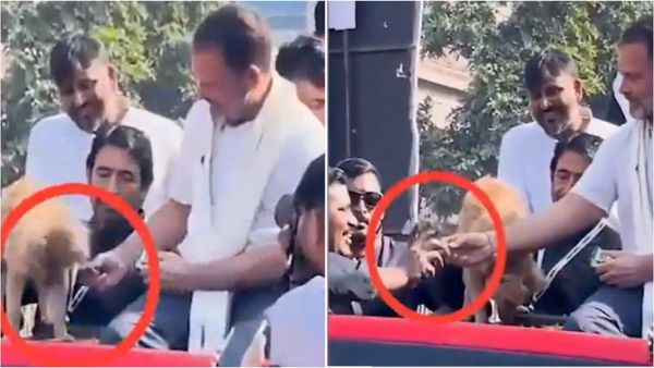 'कुत्ते ने नहीं खाया तो राहुल गांधी ने वही बिस्किट कार्यकर्ता को दिया', वायरल Video पर जमकर हो रहा है विवाद