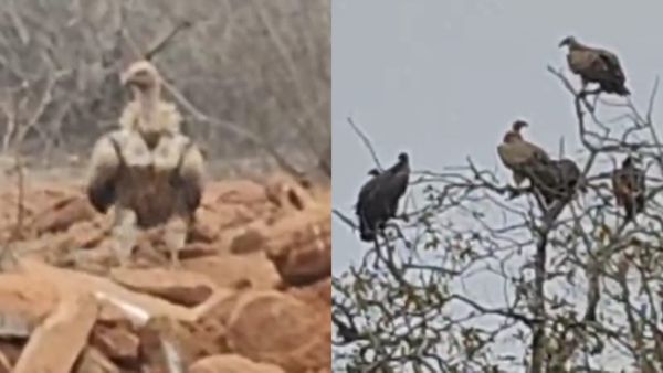 Satna News: चित्रकूट में दिखे विलुप्त हो चुके पांच प्रजाति के गिद्ध, पर्यावरण के लिए अच्छे संकेत