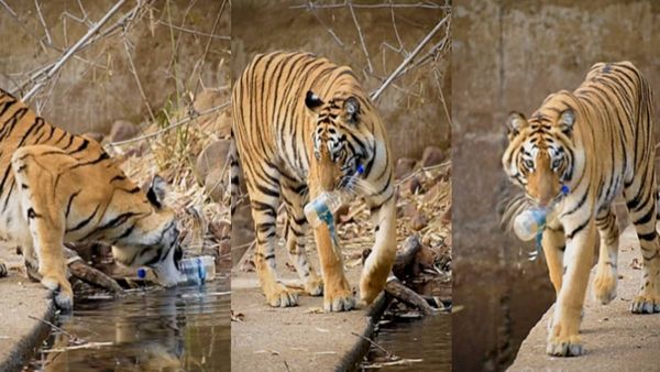 Tiger: आंखें खोल देने वाली Video, इंसानों ने जंगल में फेंकी प्लास्टिक की बोतल, जिसे Tiger ने उठाई, फिर...