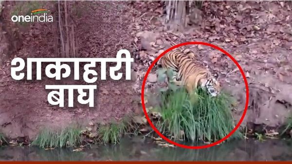 Viral Video: क्या बाघ शाकाहारी हो गया? देखें क्यों घास खा रहा ये शावक