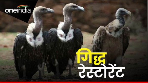 मध्य प्रदेश में अब पक्षियों के लिए लजीज व्यंजनों की व्यवस्था, इस जगह खुलेगा 'गिद्धों' के लिए रेस्टोरेंट