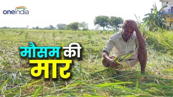 MP Weather: बारिश-ओलावृष्टि से गेहूं-चना की फसल को भारी नुकसान, चिंता में किसान बेहाल; अभी और होगी बरसात