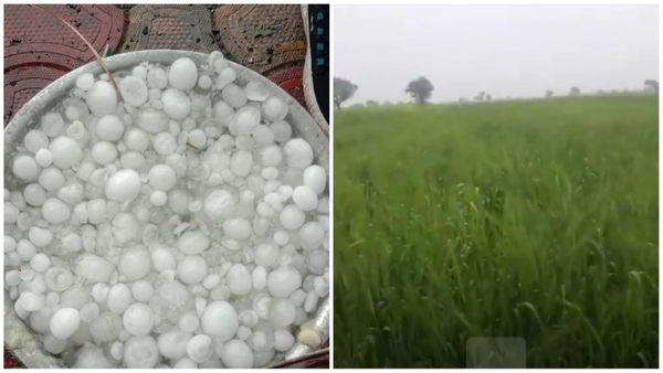 MP News: ओलों से गेहूं, चने और सरसों की फसल को नुकसान, होशंगाबाद में 50 ग्राम तक के ओले