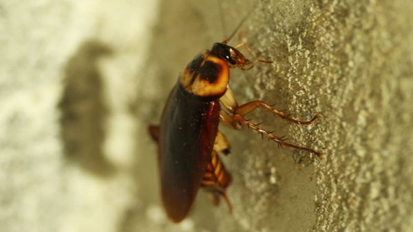 OMG: मरीज को सांस लेने में हो रही थी तकलीफ, डॉक्टरों की टीम को फेफड़े में मिला कॉकरोच और फिर...