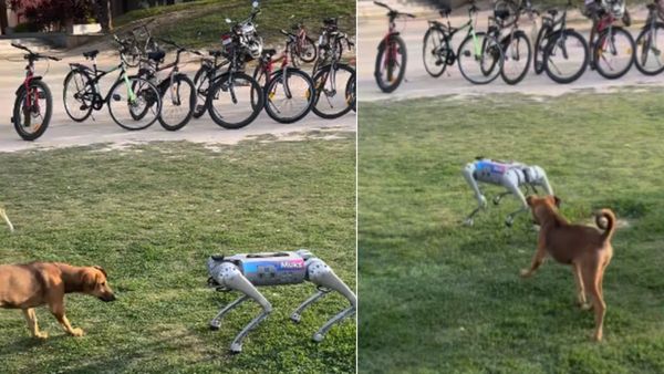 जब रोबोटिक डॉग और असली कुत्ते का हुआ आमना-सामना, फिर जो हुआ... VIDEO को लोगों ने क्यों बताया 'खतरनाक'?