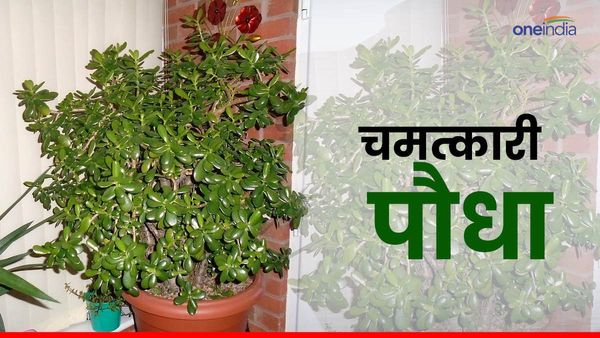 Vastu Tips: घर से हो जाएगी हमेशा के लिए कंगाली दूर अगर लगाएंगे ये पौधा, जानिए चमत्कारी पेड़ के बारे में यहां