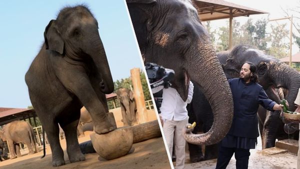 Vantara Elephant: अंबानी परिवार ने बचाई राजस्‍थान के 30 हाथियों की जान, अनंत ने शेयर की स्‍टोरी