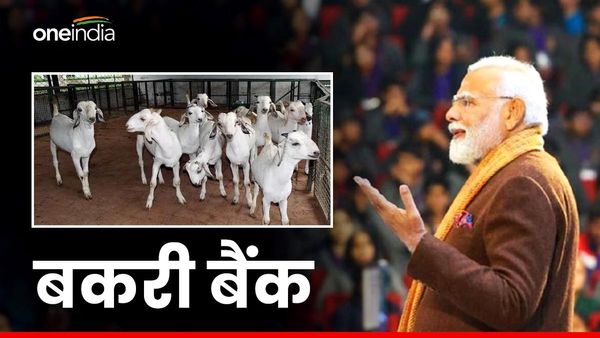 जानें क्या होता है बकरी बैंक जिसकी पीएम मोदी ने ‘मन की बात’में की तारीफ