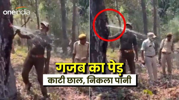 Water Tree: गर्मियों में पानी इकट्ठा करता है ये गजब का पेड़, जानें देश में कहां हैं ऐसे वृक्ष, Video